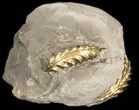 Pyritized Pleuroceras Ammonite Cluster - Germany #42734-1